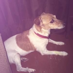 Meet your Posher, Chester